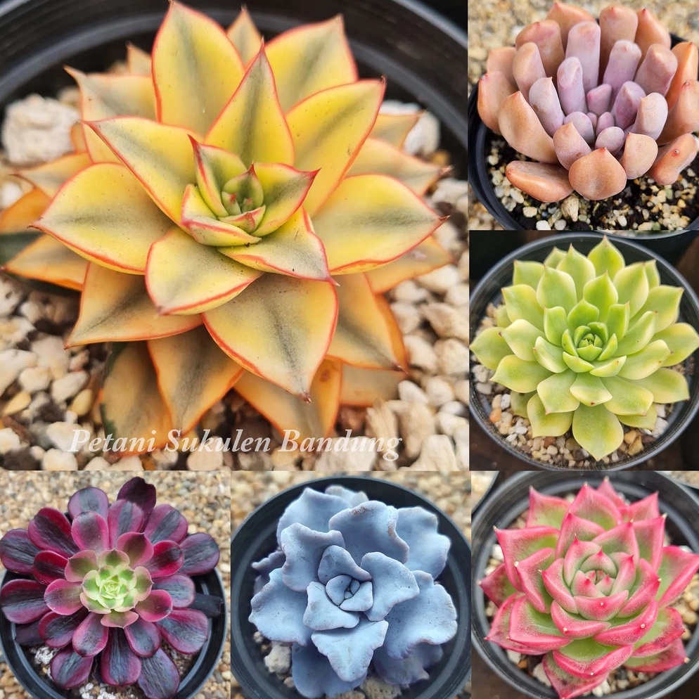 Langsung pesan SUKULEN KAKTUS PREMIUM IMPORT PILIH sekulen skulen GRATIS POT hiasan cactus Tanaman h