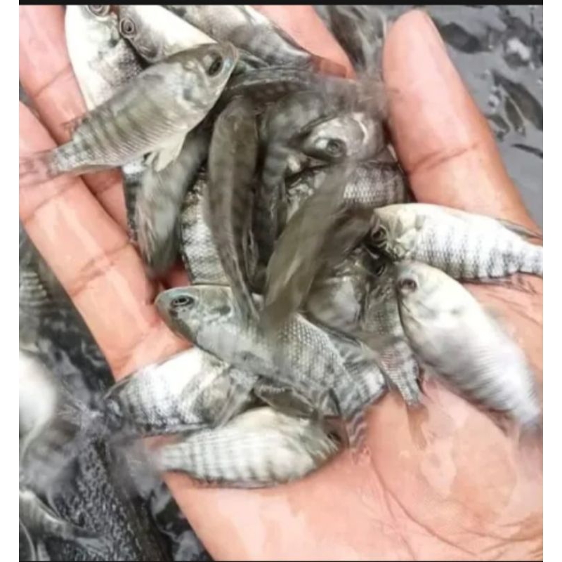 PAKET HEMAT ISI 50 EKOR NILA KEKAR UKURAN JEMPOL TANGAN PLUS BONUS PAKAN