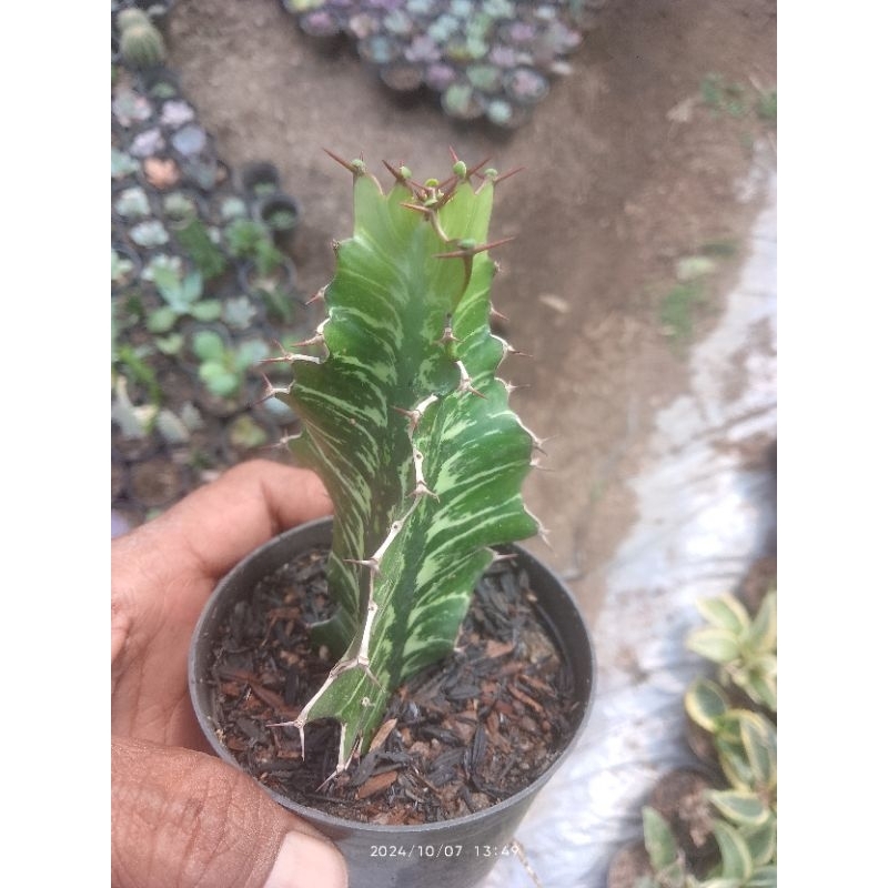 euphorbia bougheyi euphorbia batik