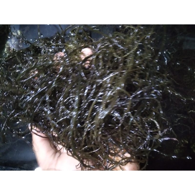 Macroalgae Grasilaria Hijau - Green Gracilaria
