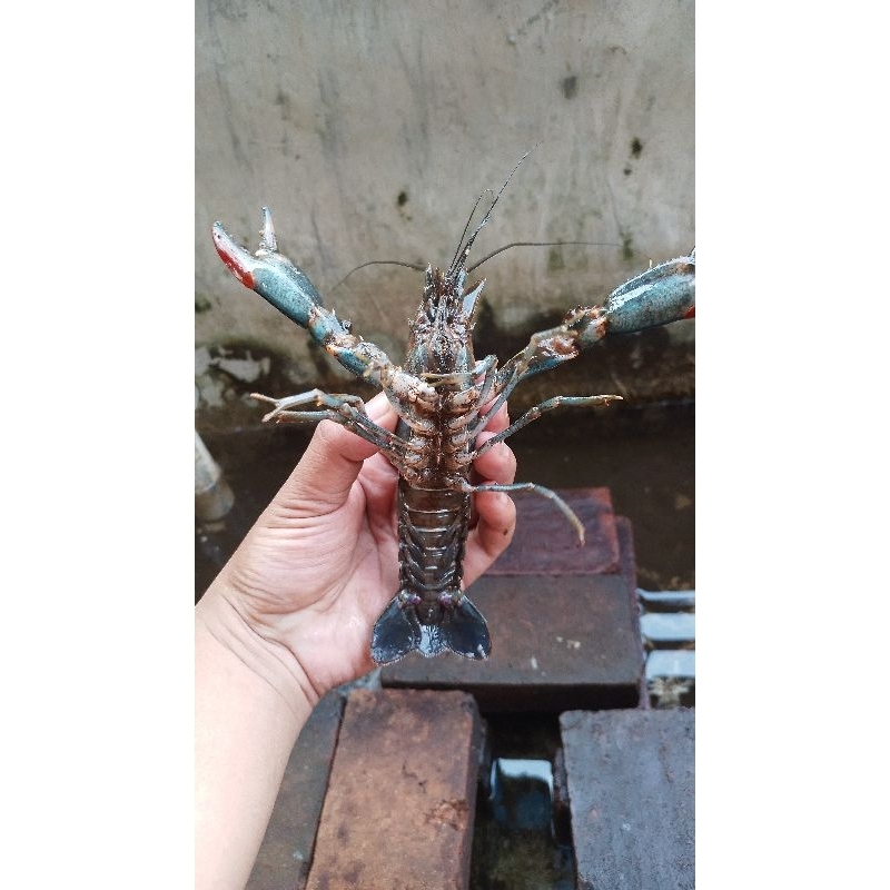 

Induk Lobster Air tawar 5-6 inch Grade A