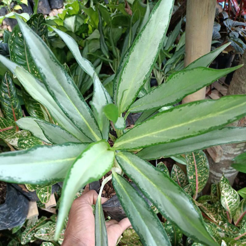 aglonema bulu ayam silver/diven bulu ayam silver 4-6 tangkai daun promo murah