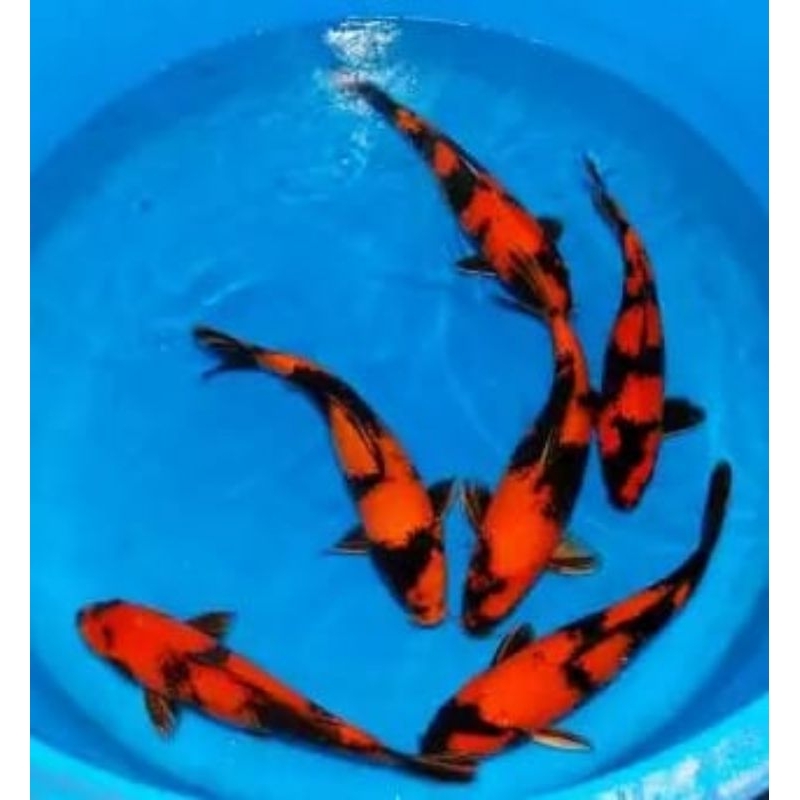 

Utsuri Koi paket 6 ekor