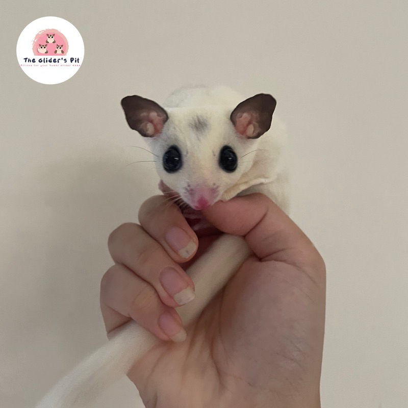 Sugar glider joey Platinum Mosaic Jantan Pasti Obes Pesek