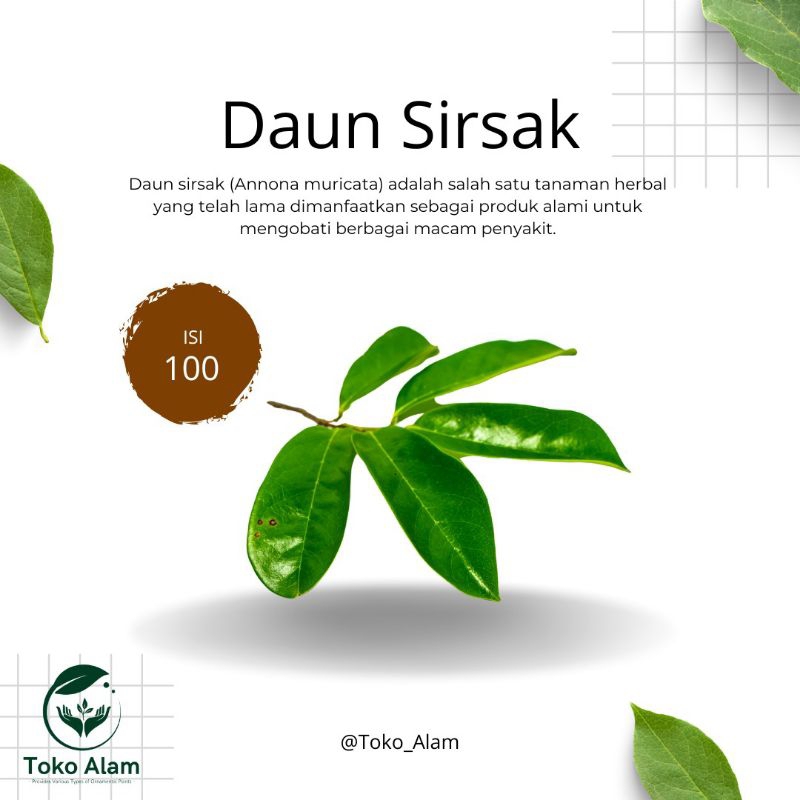 

Daun Sirsak 100 lembar