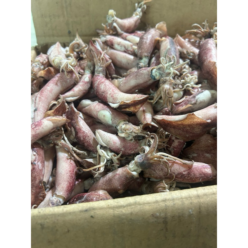 

Ikan asin Cumi Rebus Ukuran Sedang Tersedia Berat 250, 500, 1000 Gram