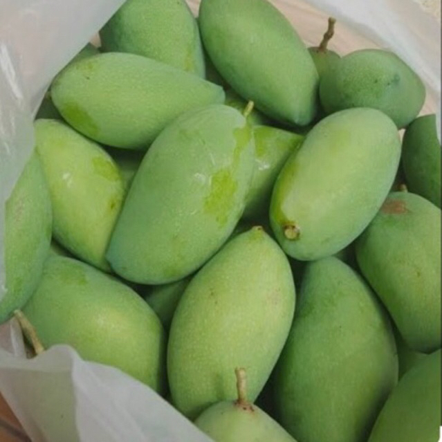 

MANGGA MUDA