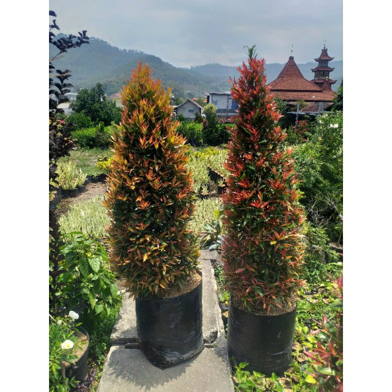 Tanaman Pucuk Merah sudah berbentuk tinggi 1,5 meter