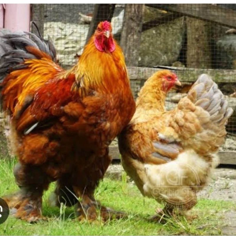 

TELUR TETAS AYAM HIAS BRAHMA COLOMBIA F1 SIAP TETAS