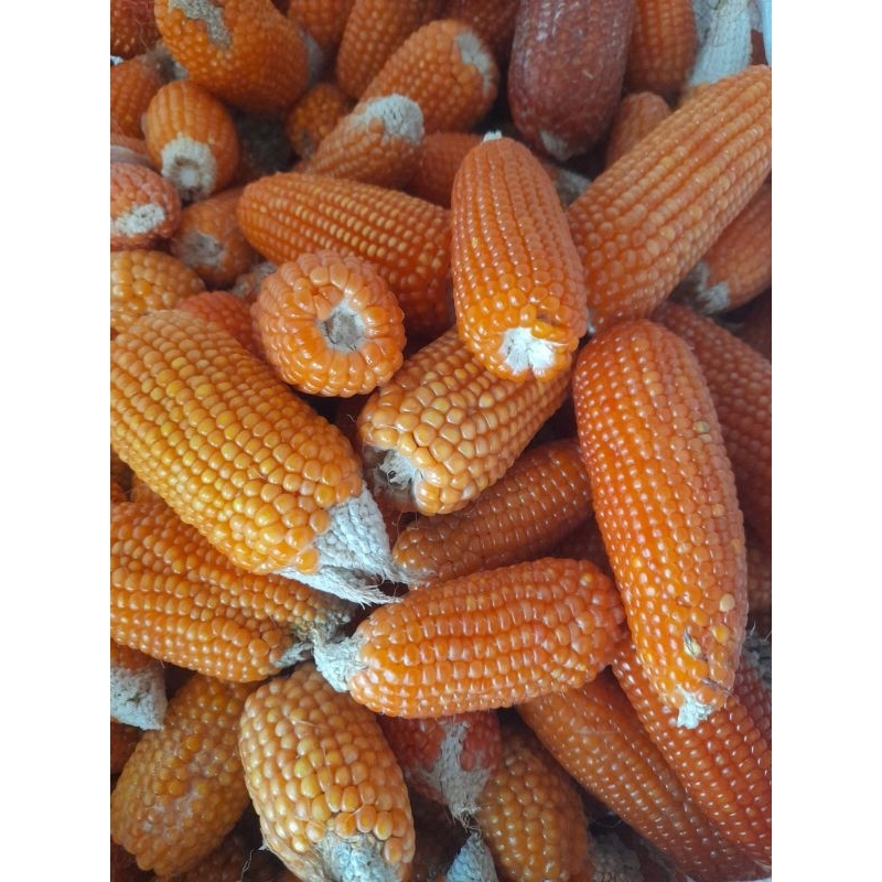 BENIH JAGUNG KRISTAL JAGUNG KECIL SUPER UNGGUL 250 GRAM