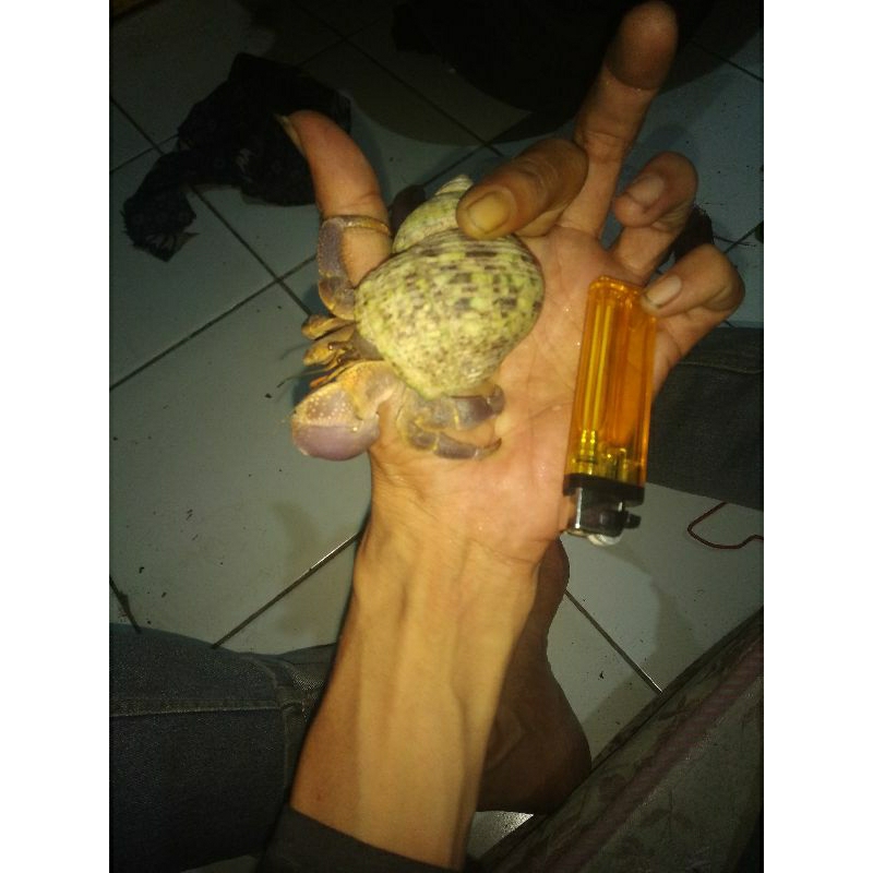 keong kelomang umang kumang jumbo cangkang random