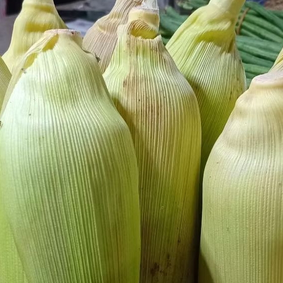 

Jagung Kulit - Jagung Kupas | Harga Satuan