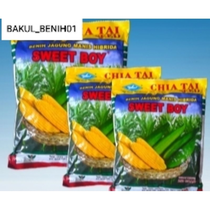 RIPACK-TERLARIS 1000+ BIJI BENIH JAGUNG MANIS SWEET BOY PREMIUM KUALITAS UNGGUL