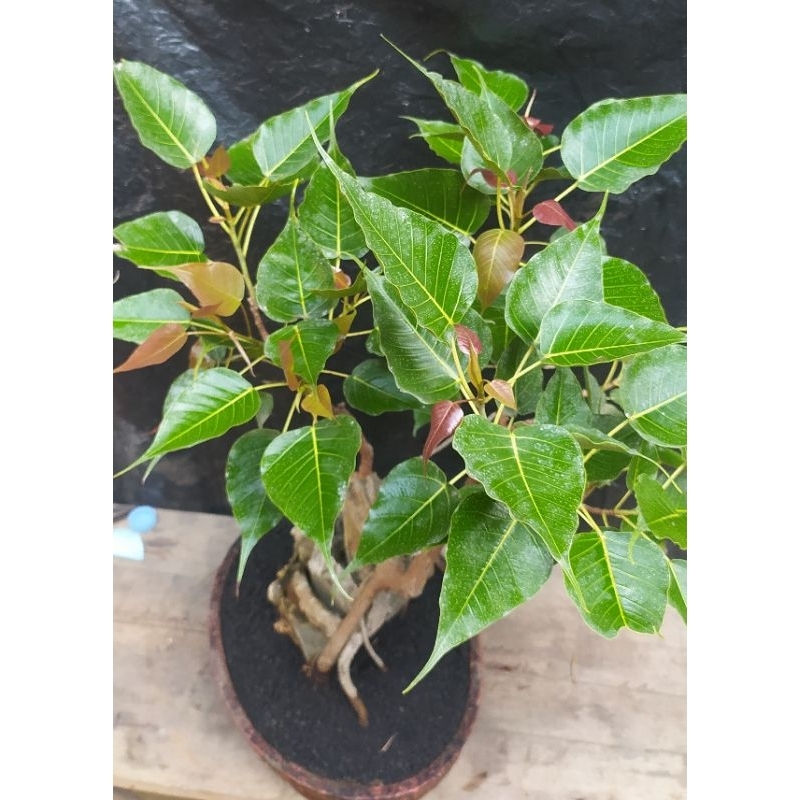 BONSAI BODHI FICUS RELIGIOSA original dari semai biji usia 5 -7 tahun