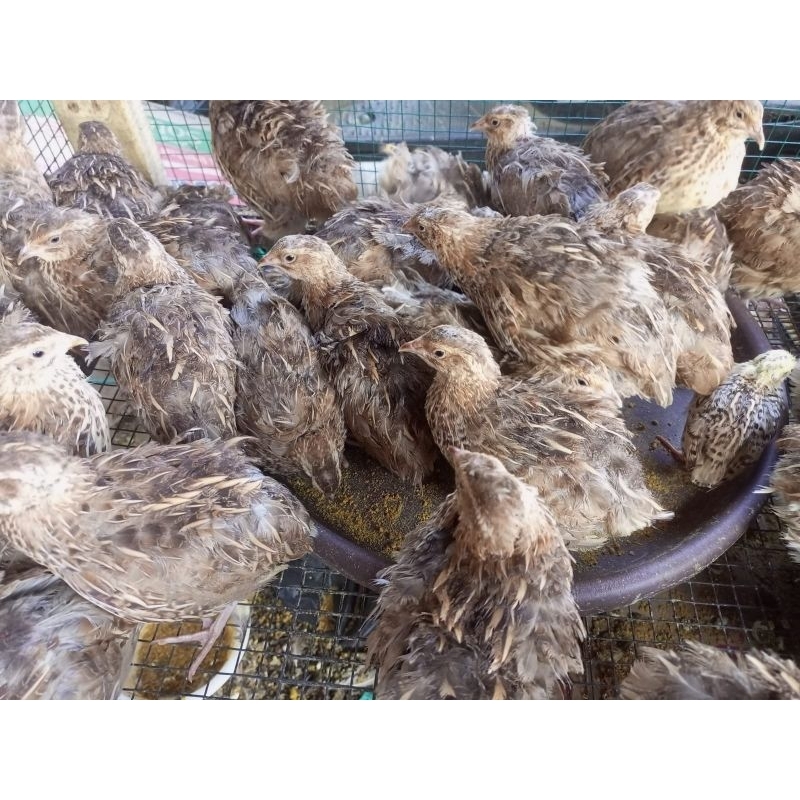 puyuh betina afkir - puyuh petelur - puyuh telur afkir