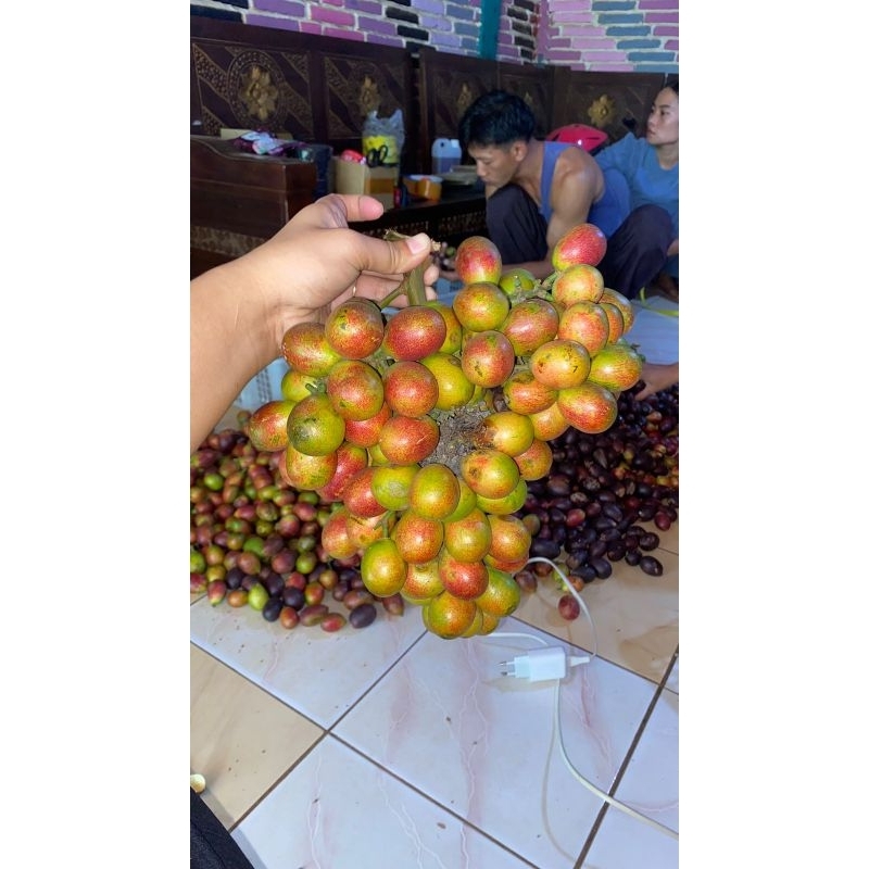

Matoa Manis 2kg