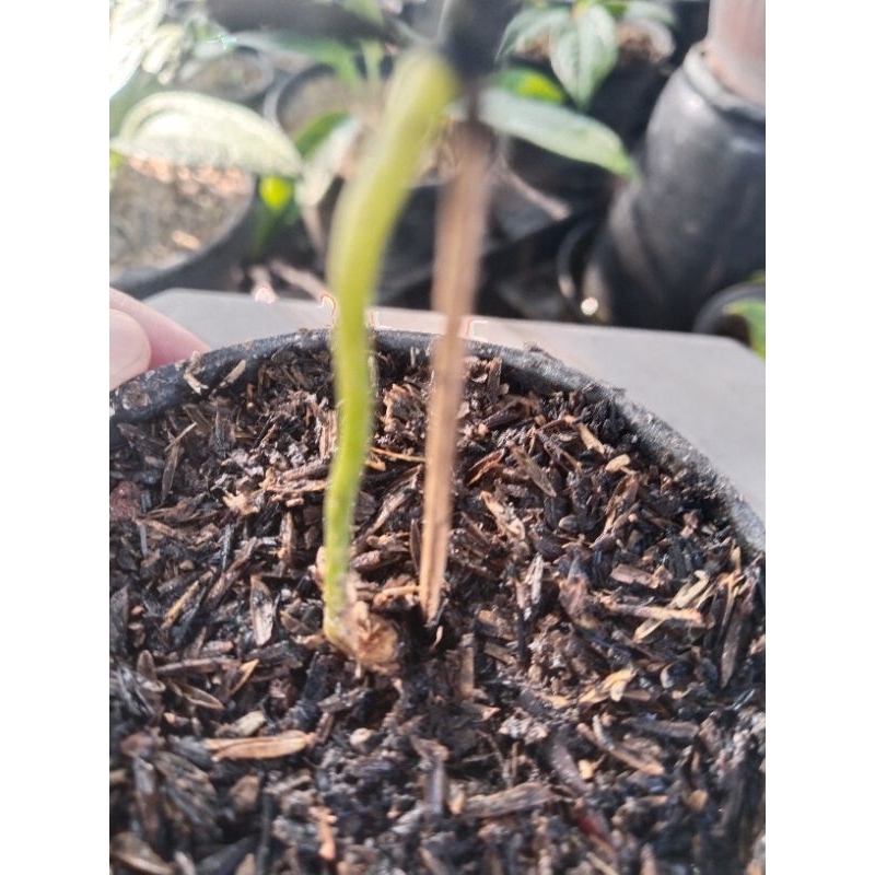 anthurium Clarinervium varigata