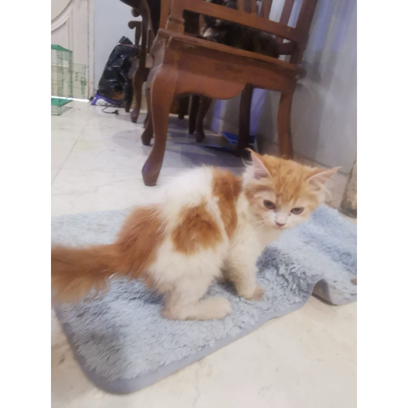 kitten persia jantan