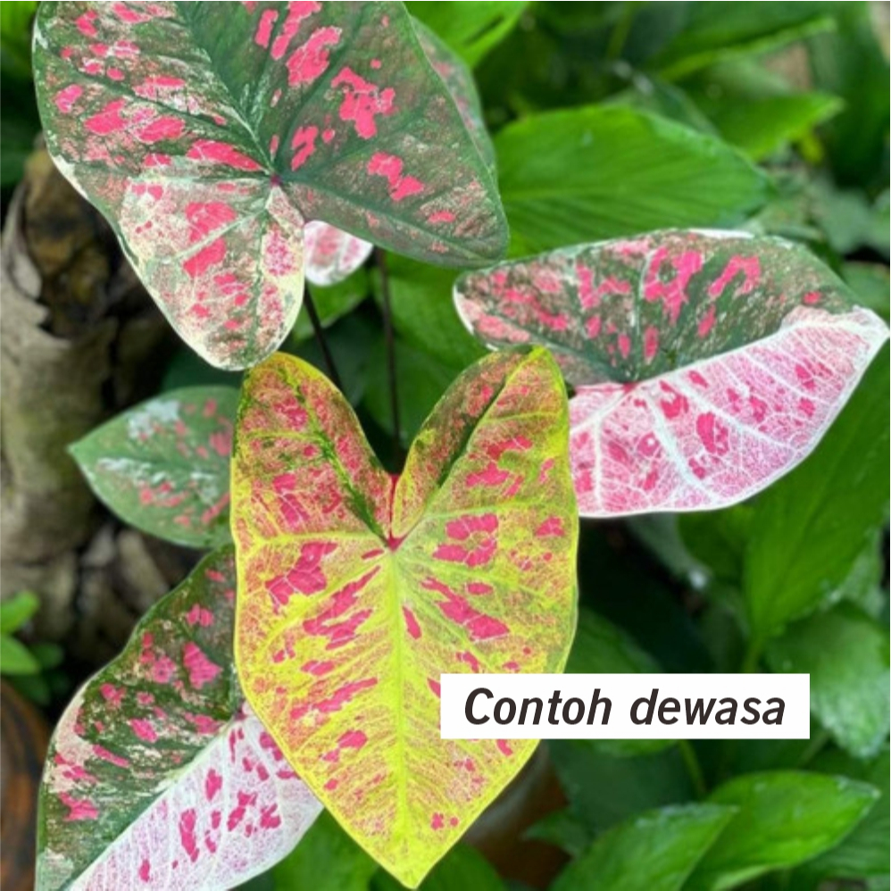 Tanaman Hias Caladium YMK Keladi Size Remaja