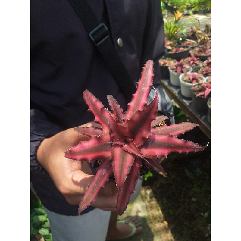 Tanaman Hias Cryptanthus Merah/Bromelia Mini Merah