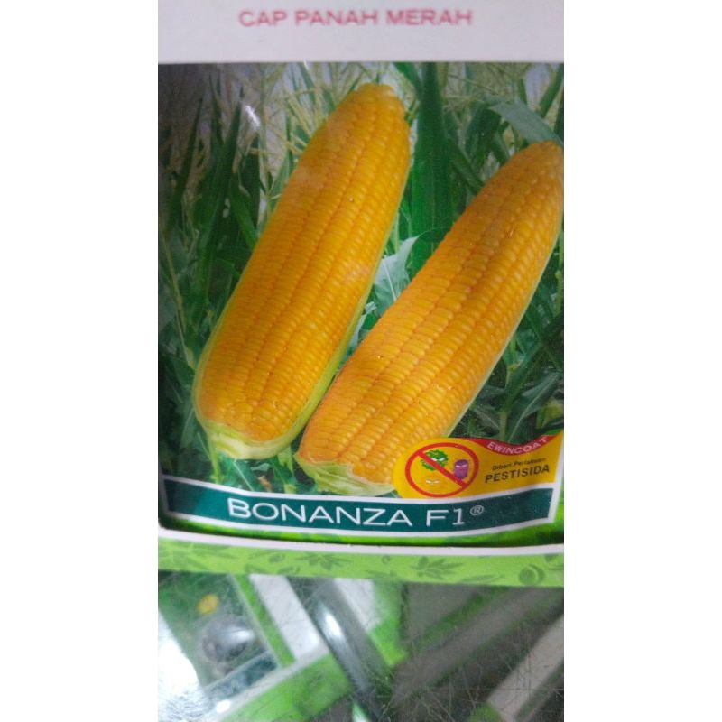 

jagung manis