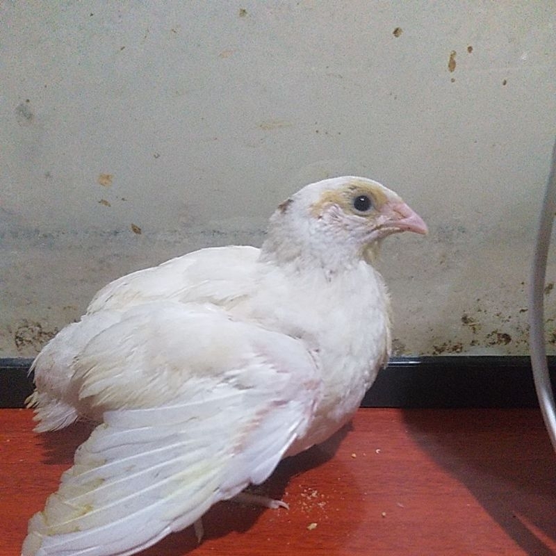 PUYUH ALBINO BURUNG PUYUH HIAS