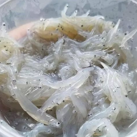 

Ikan Teri Nasi Basah Segar 200gr Premium Fresh Frozen / Mpasi Bayi