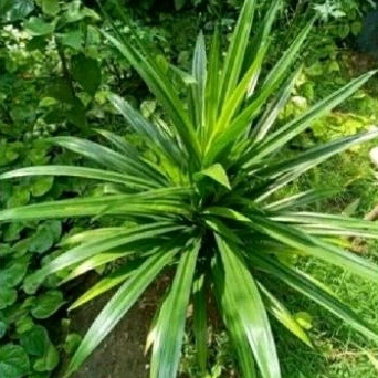 

MURAH!! DAUN PANDAN WANGI HERBAL ALAMI ORIGINAL TERLARIS