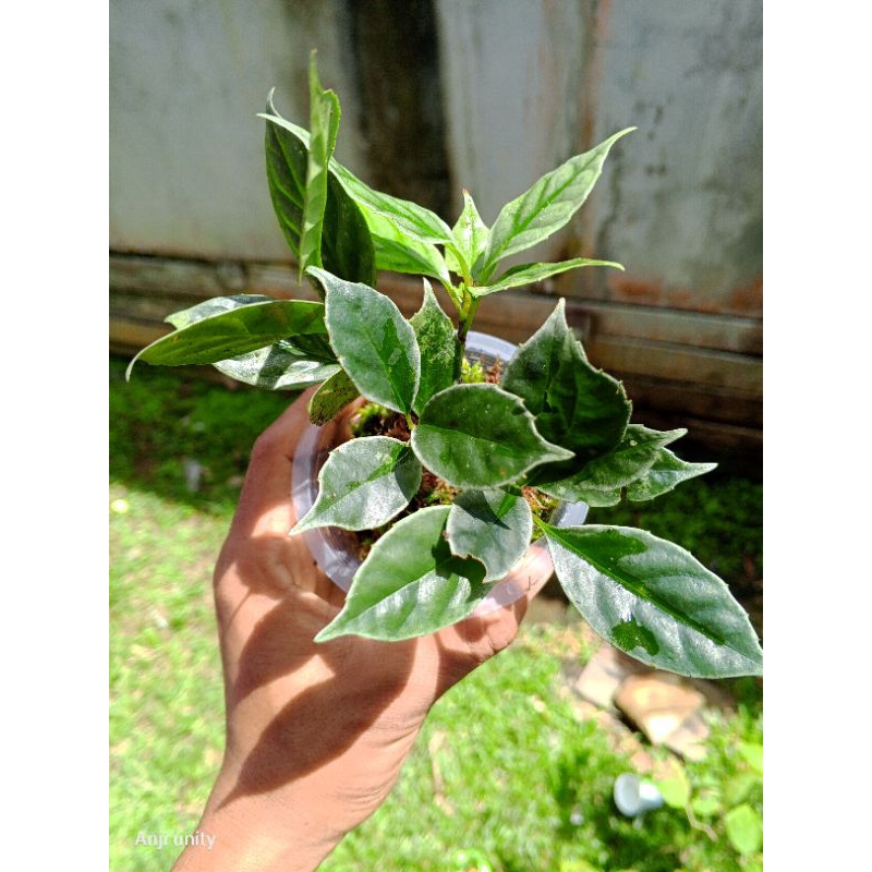 ardisia sp