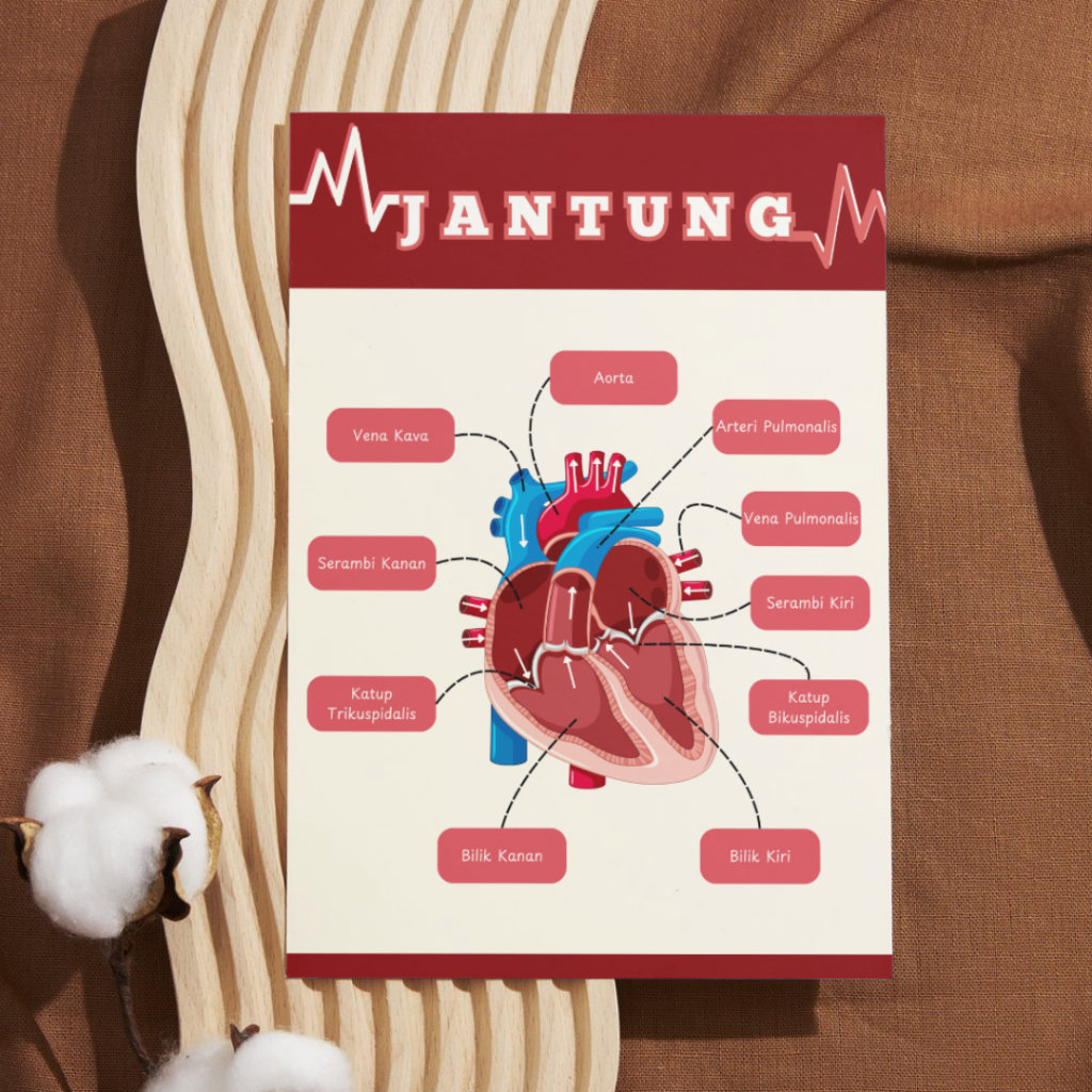 

Poster Bagian-bagian Jantung