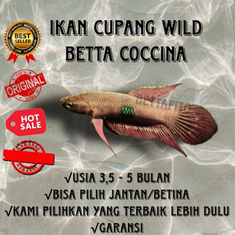 wild Betta coccina cupang alam