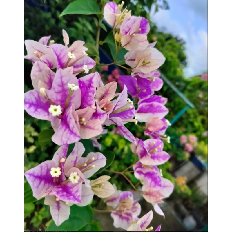 Bunga Bugenvil original ID Sakura ice cream bibit