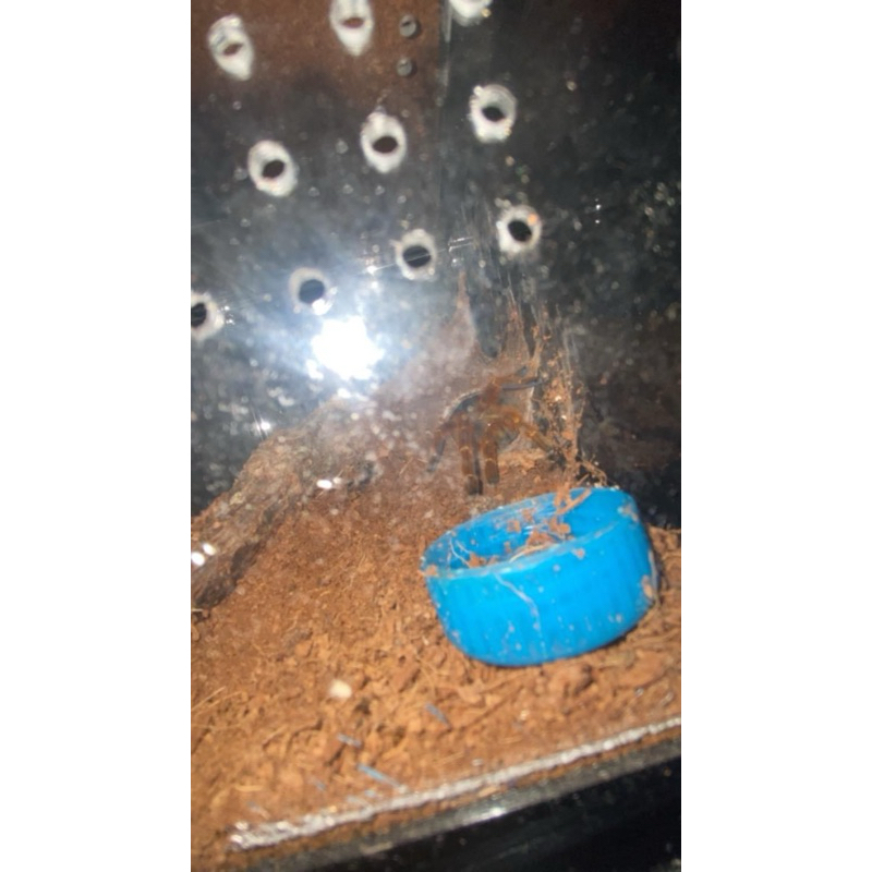 Orange baboon tarantula / pterinochilus murinus