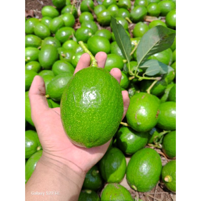 

Alpukat Mentega Reguler 1 kg isi 5 buah BerGaransi