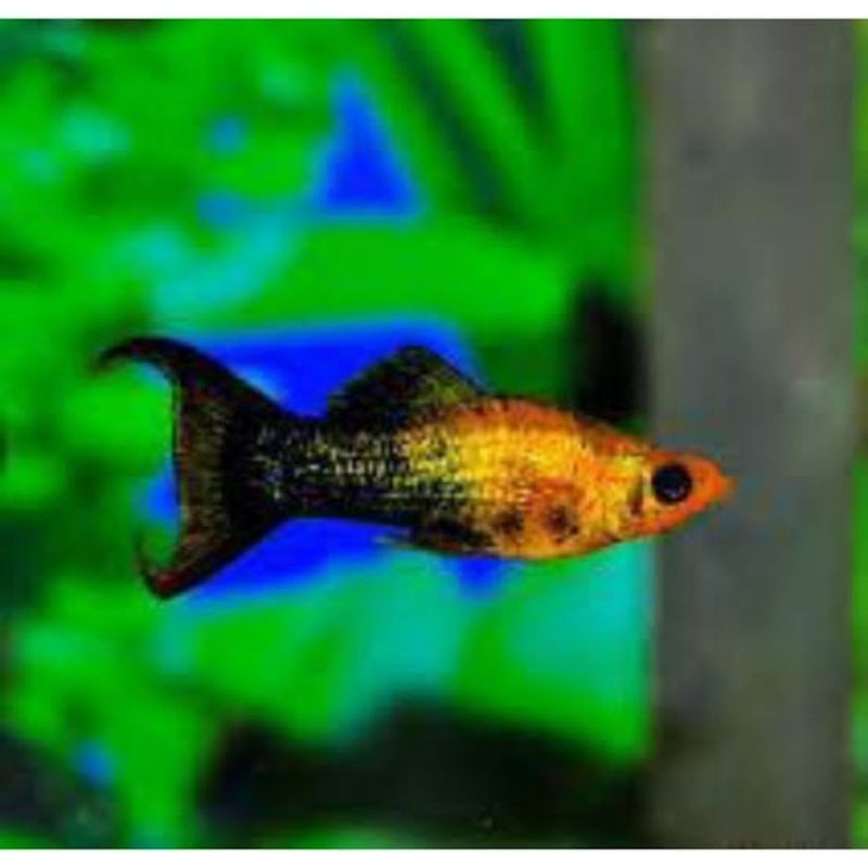 Dekorasi Akuarium Molly Golden Black Cawang