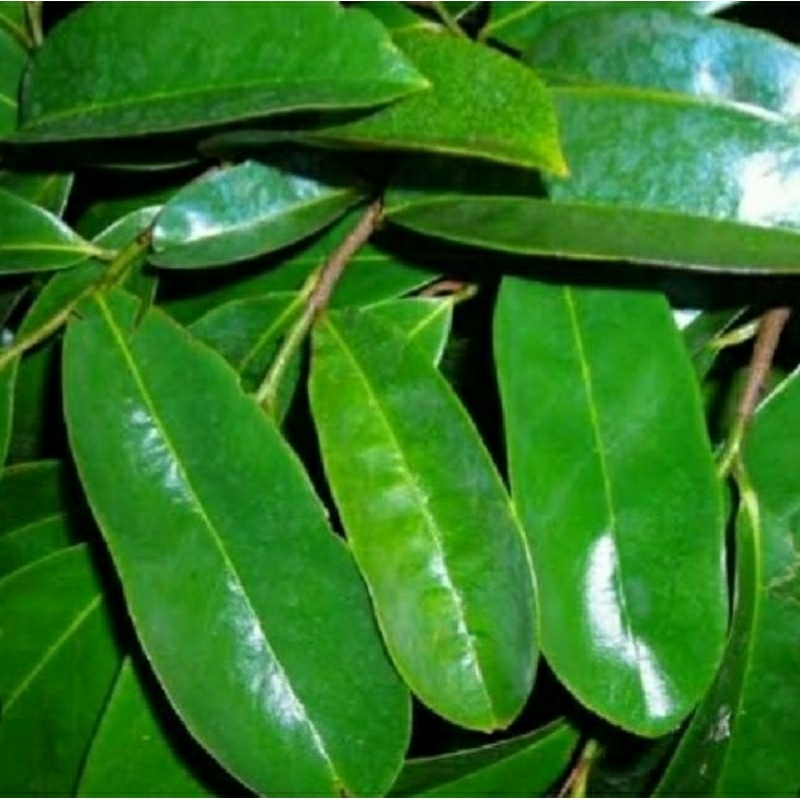 

Daun sirsak segar alami 100 lembar