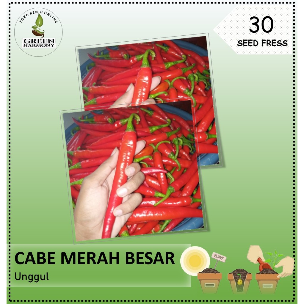 Bibit Benih Cabe Merah Besar Unggul