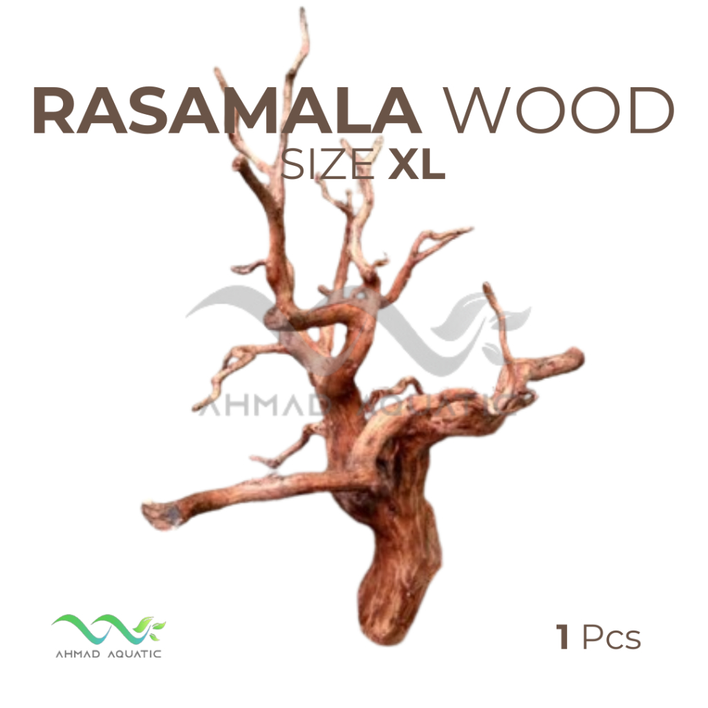 Akar Kayu Rasamala Ukuran XL