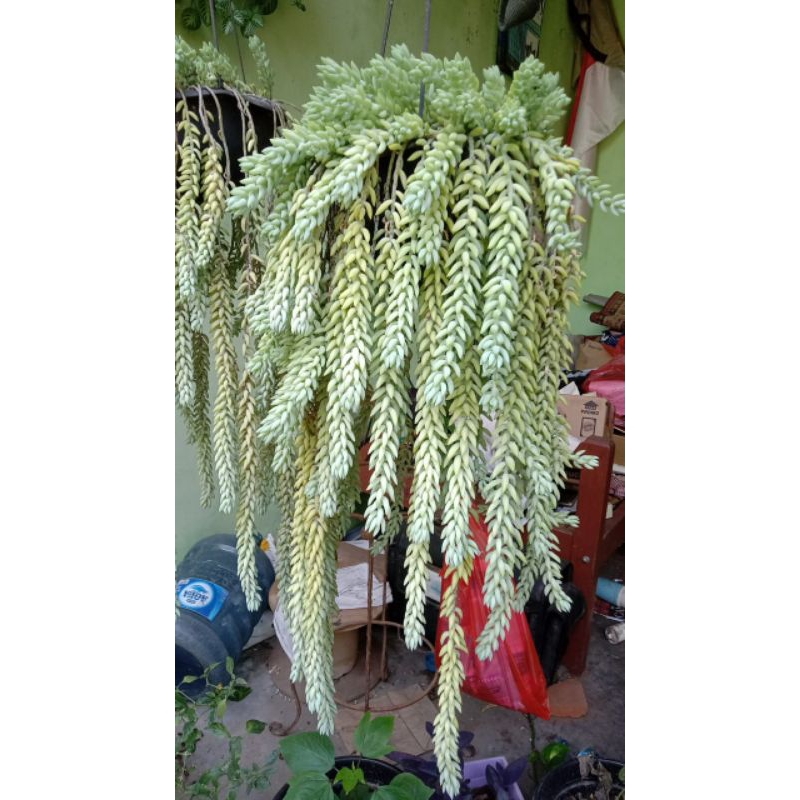 Tanaman hias air mata ibu