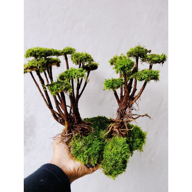 bonsai tema jungle aquascape aquarium