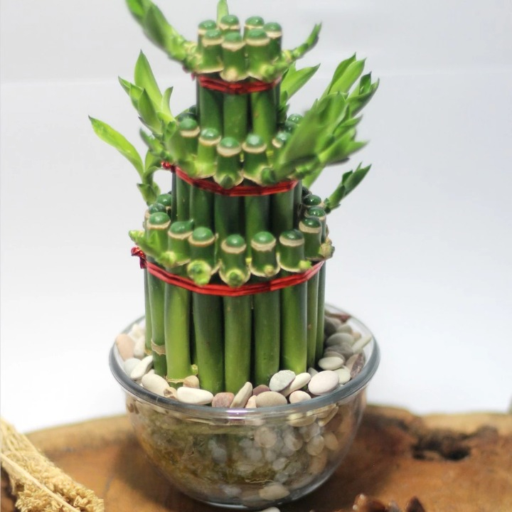 Paket Bambu Hoki Cina Dekorasi Ruangan Bamboo Lucky Bunga Hias Coral