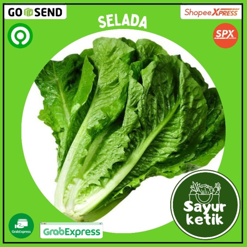 

selada segar