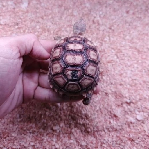 KURA KURA DARAT SULCATA 8-9cm