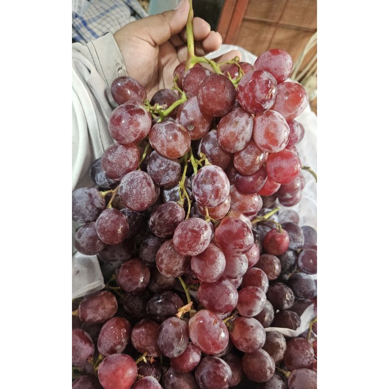 

ANGGUR RED GLOB FRESH GEMOY CAKEP