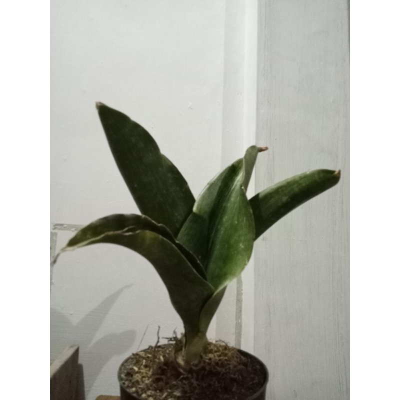 Sansevieria Malawi