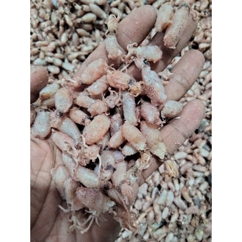 

baby cumi 750gr