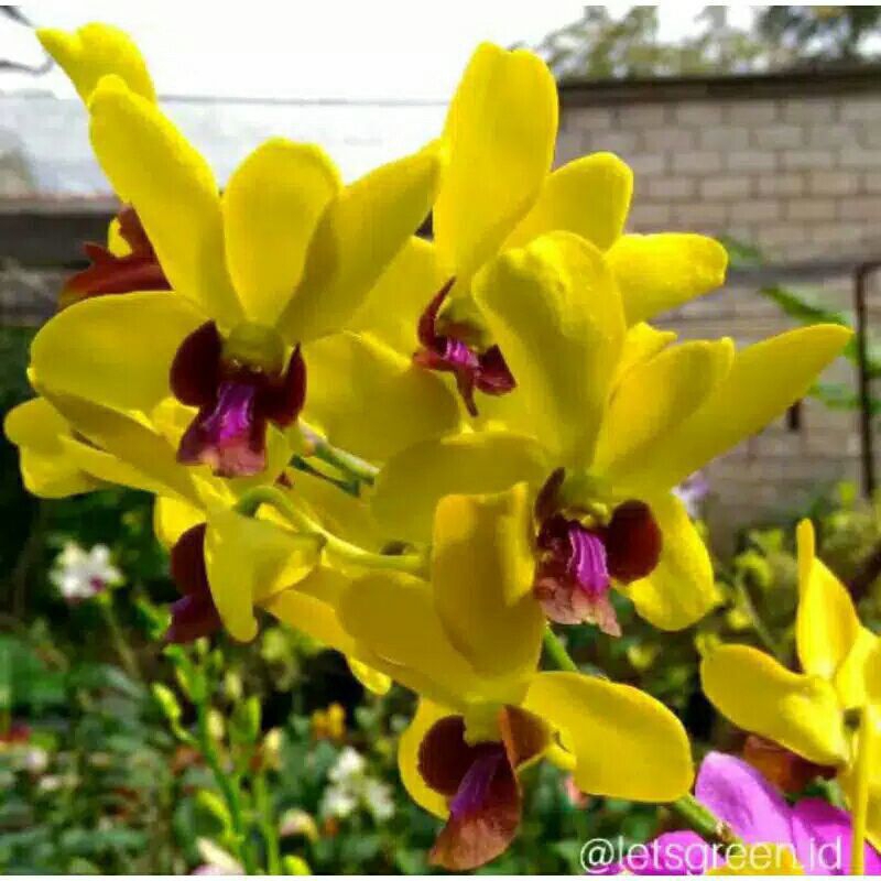 Tanaman Hias Anggrek Dendrobium Bunga Kuning - Anggrek Dendrobium Sudah Dewasa