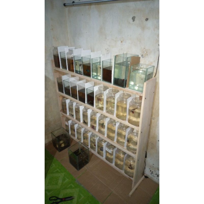 Rak Ikan Cupang 5 susun Kayu