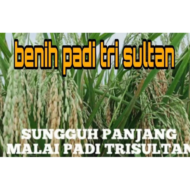 BENIH BIBIT PADI TRI SULTAN KEMASAN 1KG