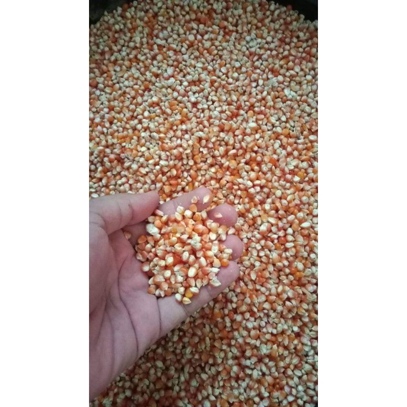

jagung kering 1 kg jagung pipil pakan ayam pakan burung pakan ternak